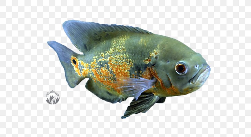 Goldfish Oscar Aquariums Tropical Fish, PNG, 800x450px, Goldfish, Animal, Aquarium, Aquariums, Bony Fish Download Free