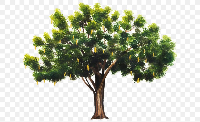 Tree Branch Celtis Australis Plant Leaf, PNG, 750x502px, Tree, Bark, Branch, Celtis Australis, Conifer Download Free