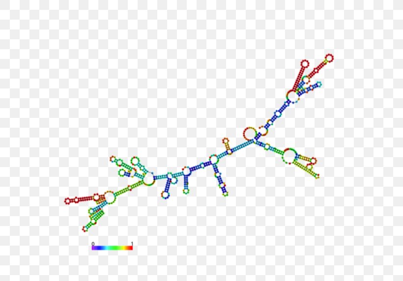 Messenger RNA Base Pair Transfer RNA Post-transcriptional Modification, PNG, 571x572px, Messenger Rna, Area, Base Pair, Body Jewelry, Gene Expression Download Free