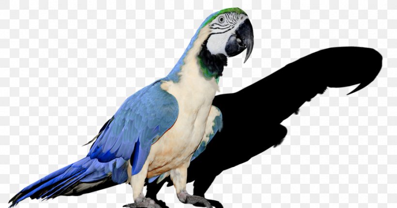 Parrot Bird Budgerigar Cockatiel Parakeet, PNG, 926x486px, Parrot, Animal Figure, Beak, Bird, Bird Nest Download Free