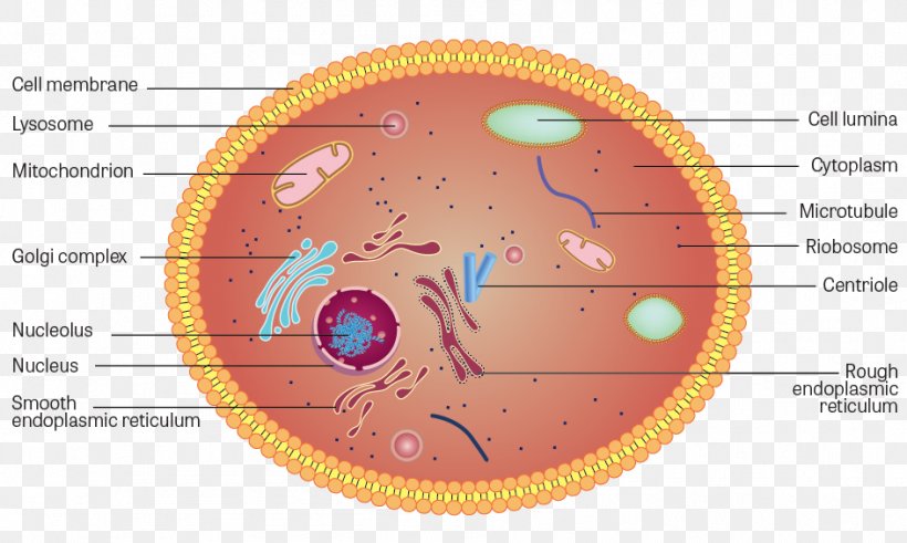 Plant Cell Cytoplasm Anatomy Structure, PNG, 944x566px, Watercolor, Cartoon, Flower, Frame, Heart Download Free