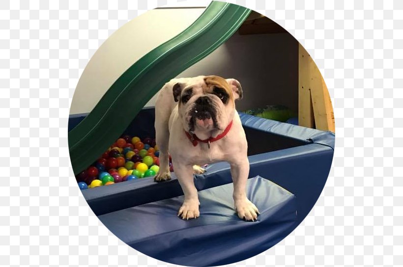 Toy Bulldog Dorset Olde Tyme Bulldogge Dog Breed Speech-language Pathology, PNG, 544x544px, Toy Bulldog, Breed, British Bulldogs, Bulldog, Carnivoran Download Free