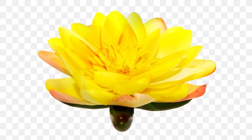 Yellow Blue Flower Violet Chrysanthemum, PNG, 600x455px, 1213, Yellow, Arecaceae, Biscuits, Blue Download Free