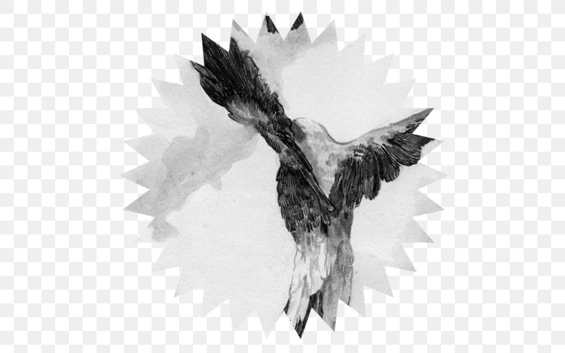 Bald Eagle Beak Feather, PNG, 512x512px, Bald Eagle, Beak, Bird, Bird Of Prey, Black And White Download Free