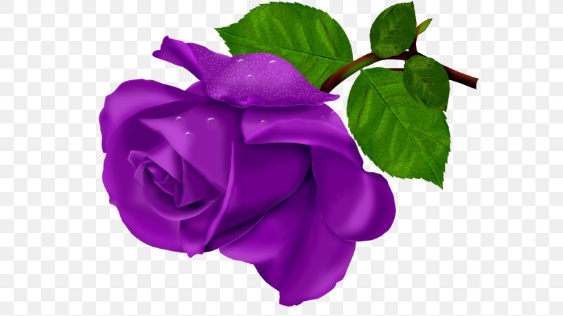 Beach Rose Flower Purple, PNG, 614x461px, Beach Rose, Blue, Blue Rose, China Rose, Color Download Free