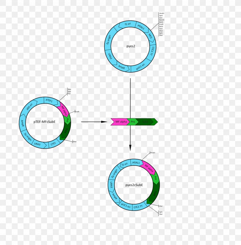 Circle Project Cloning Gene Logo, PNG, 2202x2240px, Project, Area, Brand, Cloning, Diagram Download Free