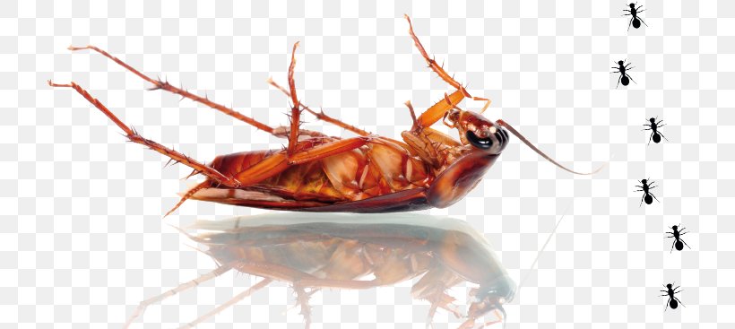 Cockroach Mosquito Pest Control Bed Bug, PNG, 723x367px, Cockroach, American Cockroach, Arthropod, Bed Bug, Dubia Roach Download Free