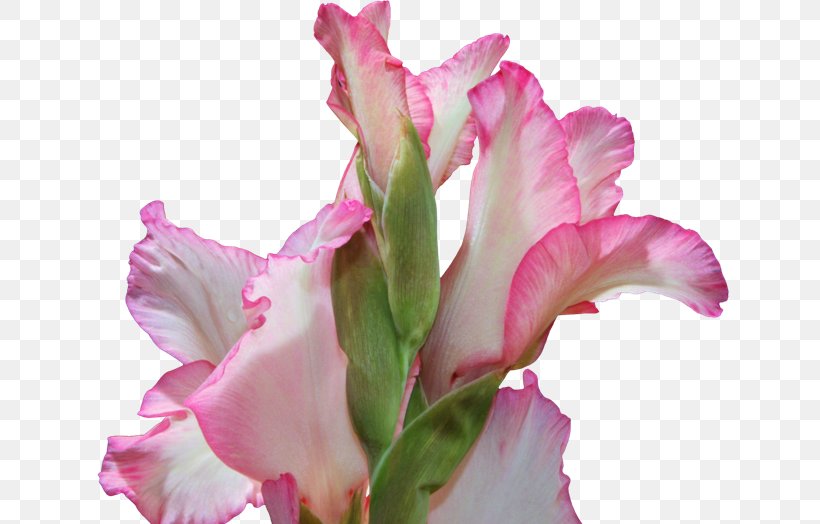 Gladiolus Cut Flowers Cattleya Orchids Pink M Plant Stem, PNG, 650x524px, Gladiolus, Cattleya, Cattleya Orchids, Cut Flowers, Flower Download Free