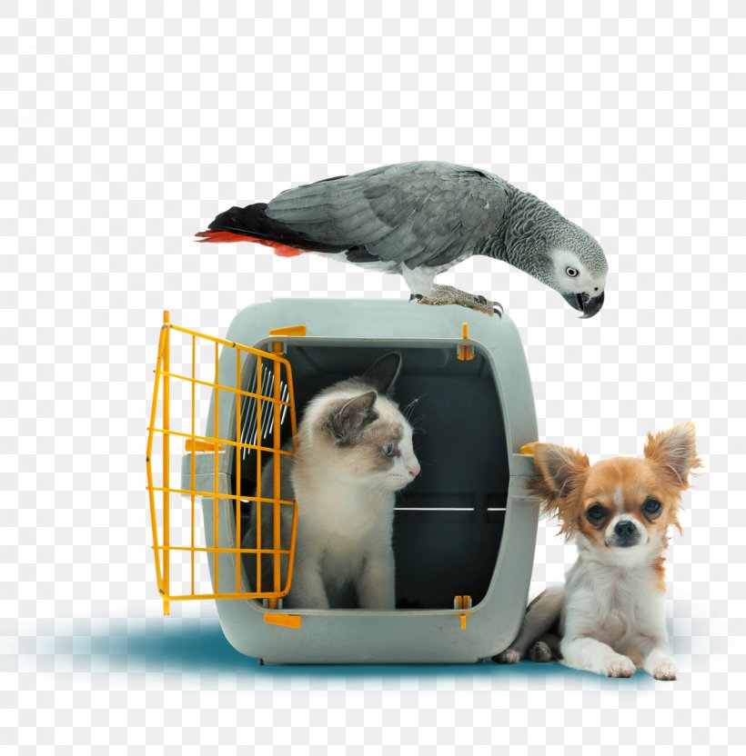 Pet Sitting Dog Cat Pet Travel, PNG, 1182x1200px, Pet Sitting, Cage, Carnivoran, Cat, Dog Download Free
