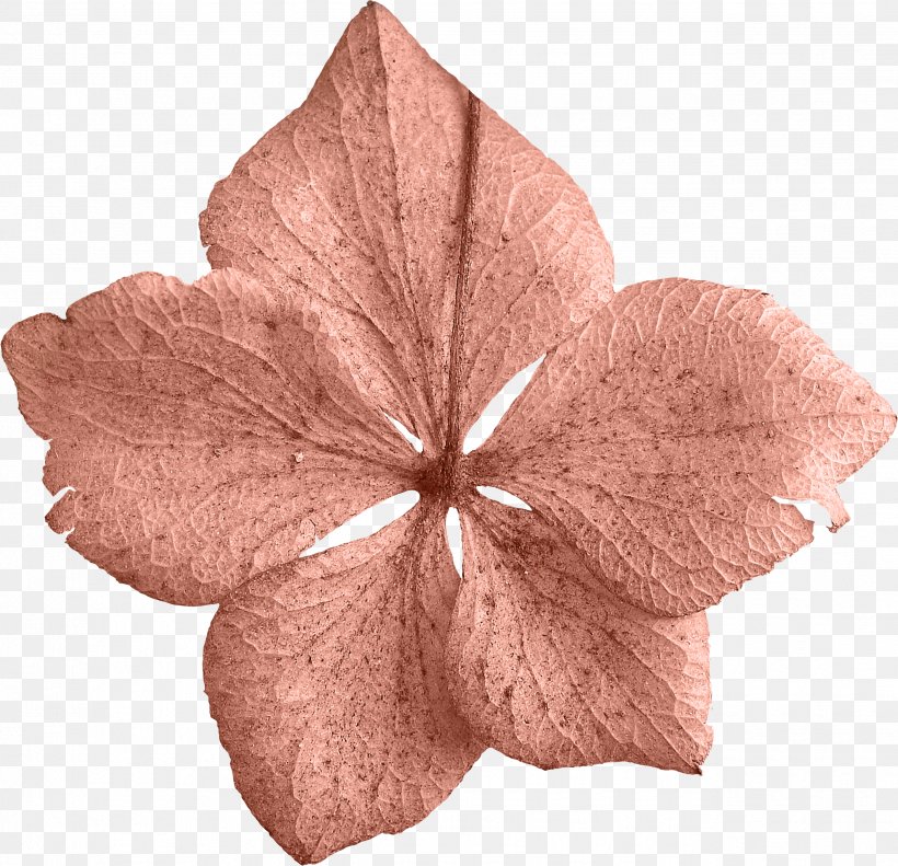 Petal Leaf Flower Clip Art, PNG, 2578x2487px, Petal, Albom, Brown, Flower, Leaf Download Free