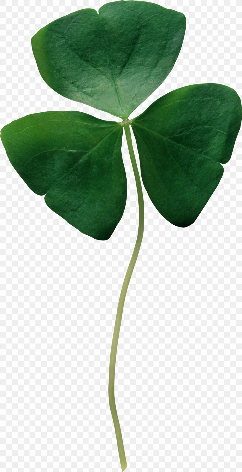 Republic Of Ireland Shamrock Four-leaf Clover Saint Patrick's Day, PNG, 1745x3394px, Republic Of Ireland, Clover, Flower, Fourleaf Clover, Green Download Free