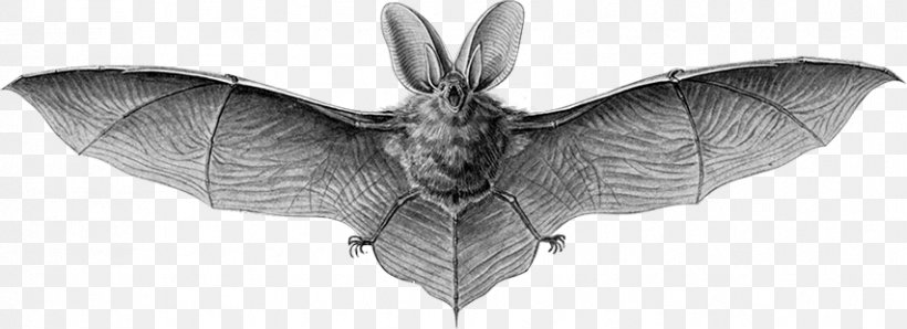 Art Forms In Nature Brown Long-eared Bat Northern Long-eared Myotis Long-eared Bats Grey Long-eared Bat, PNG, 853x310px, Art Forms In Nature, Animal Figure, Bat, Black And White, Brown Longeared Bat Download Free
