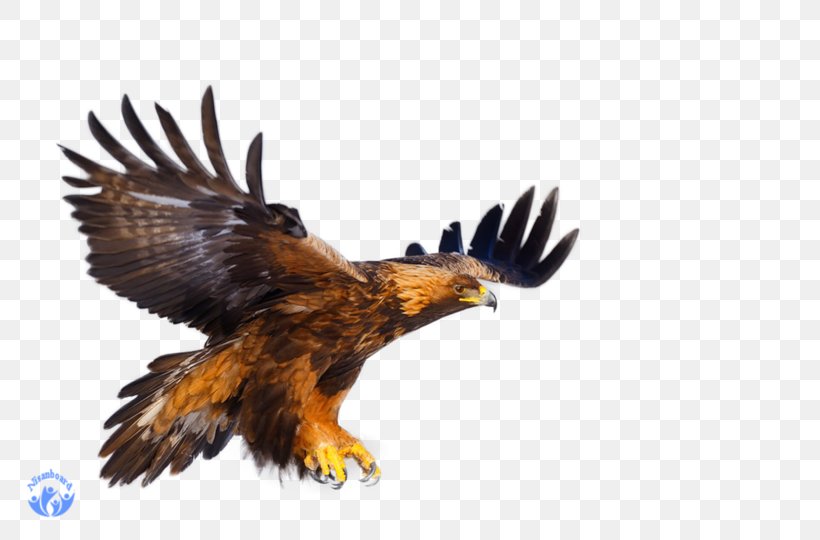 Bald Eagle Bird Hawk White-tailed Eagle Buzzard, PNG, 800x540px, Bald Eagle, Accipitriformes, Accipitrinae, Animal, Beak Download Free