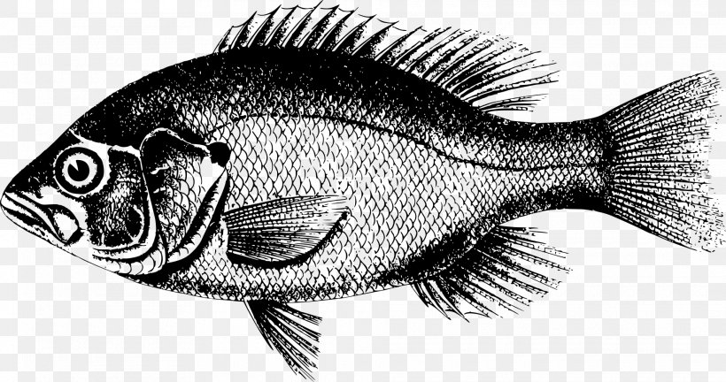 Fish T-shirt Animal European Perch Clip Art, PNG, 1920x1012px, Fish, Animal, Black And White, Drawing, European Perch Download Free