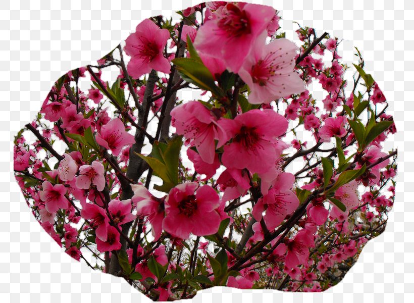 Floral Design Landscape Cut Flowers, PNG, 800x600px, Floral Design, Annual Plant, Blossom, Cut Flowers, Floristry Download Free