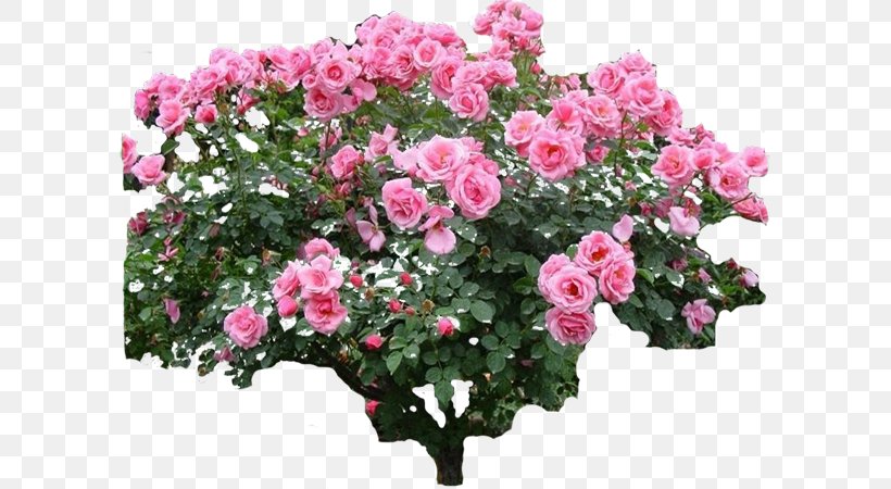 Garden Roses Flower Garden Rose Garden Plant, PNG, 600x450px, Garden Roses, Annual Plant, Azalea, Busy Lizzie, China Rose Download Free