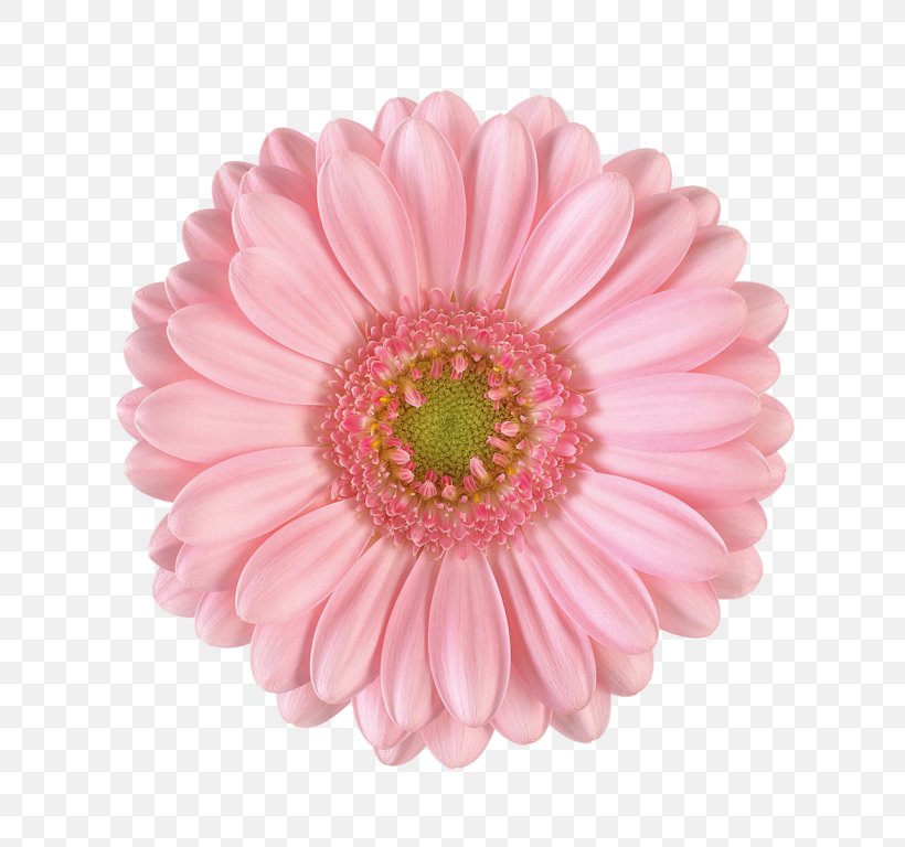 Transvaal Daisy Flower Bouquet Floristry Shop, PNG, 768x768px, Transvaal Daisy, Assortment Strategies, Asterales, Bride, Carnation Download Free