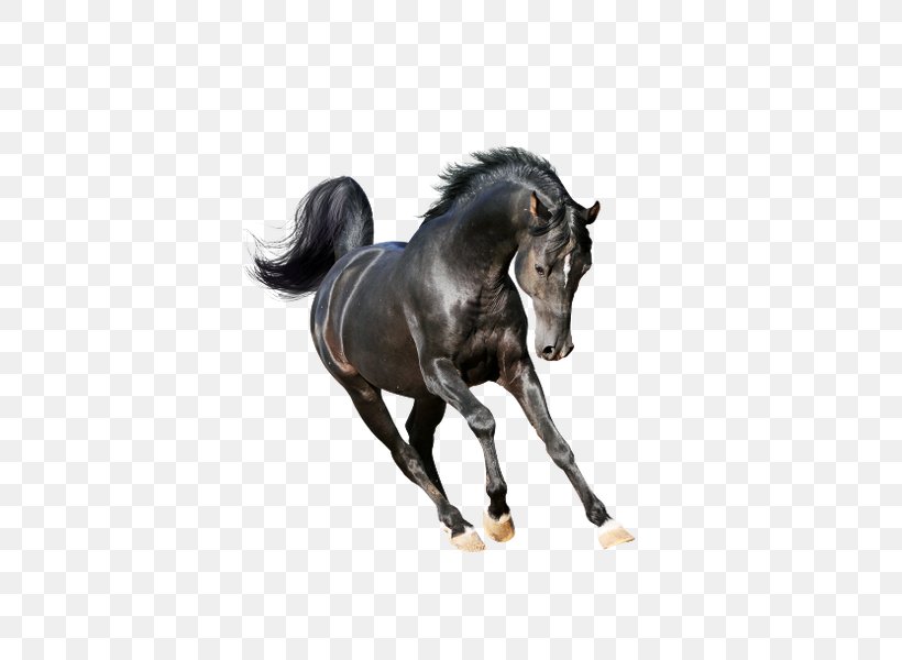 Arabian Horse Mustang Stallion American Paint Horse Mare, PNG, 600x600px, Arabian Horse, American Paint Horse, Animal, Animal Figure, Black Download Free