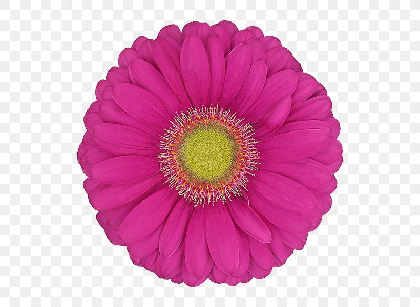 Barberton Daisy Gerbera Flower Pink Petal, PNG, 600x600px, Barberton Daisy, Cut Flowers, Daisy Family, Flower, Gerbera Download Free