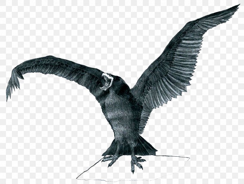 Cormorant Vulture Water Bird Seabird, PNG, 1336x1008px, Cormorant, Beak, Bird, Bird Of Prey, Black Download Free