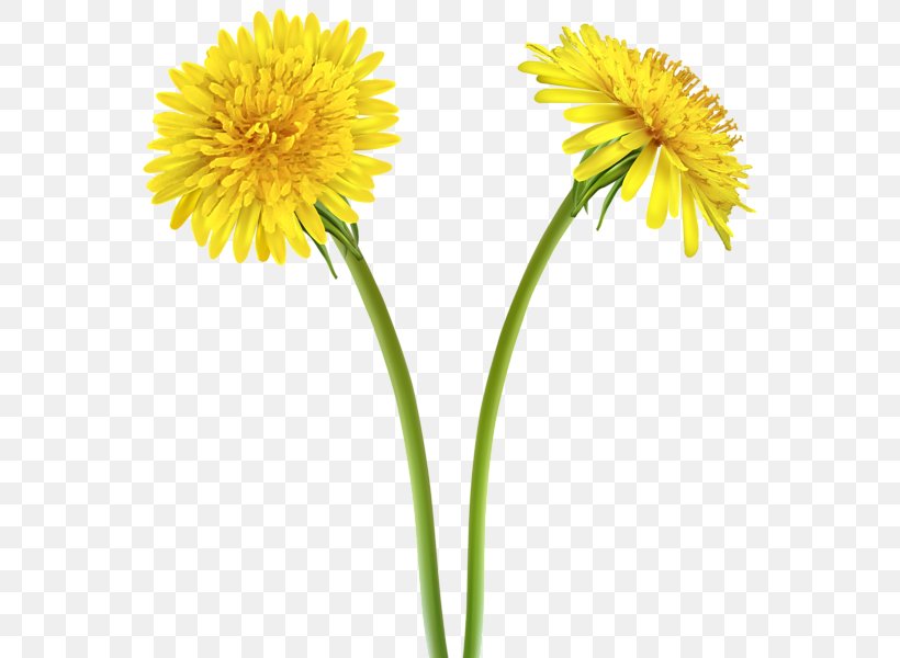 Dandelion Yellow Flower Clip Art, PNG, 566x600px, Dandelion, Annual Plant, Art, Color, Coneflower Download Free