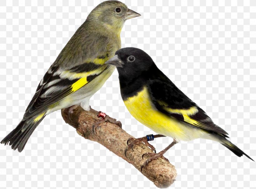 Domestic Canary Bird Brambling Passerine Yellow-bellied Siskin, PNG, 1420x1050px, Domestic Canary, American Goldfinch, Beak, Bird, Brambling Download Free