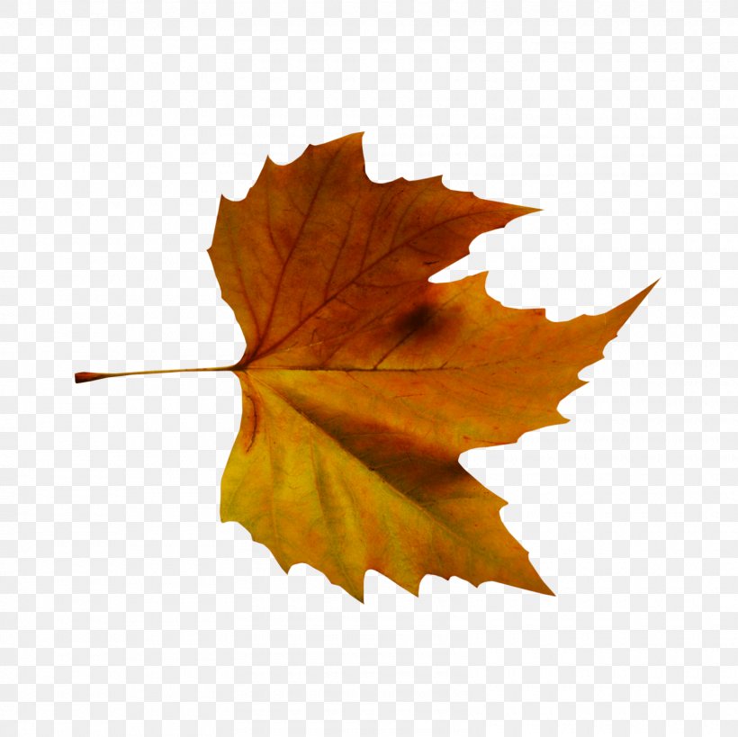 Autumn Leaf Color Tree Plant, PNG, 1600x1599px, Autumn Leaf Color, Autumn, Color, Deciduous, Leaf Download Free