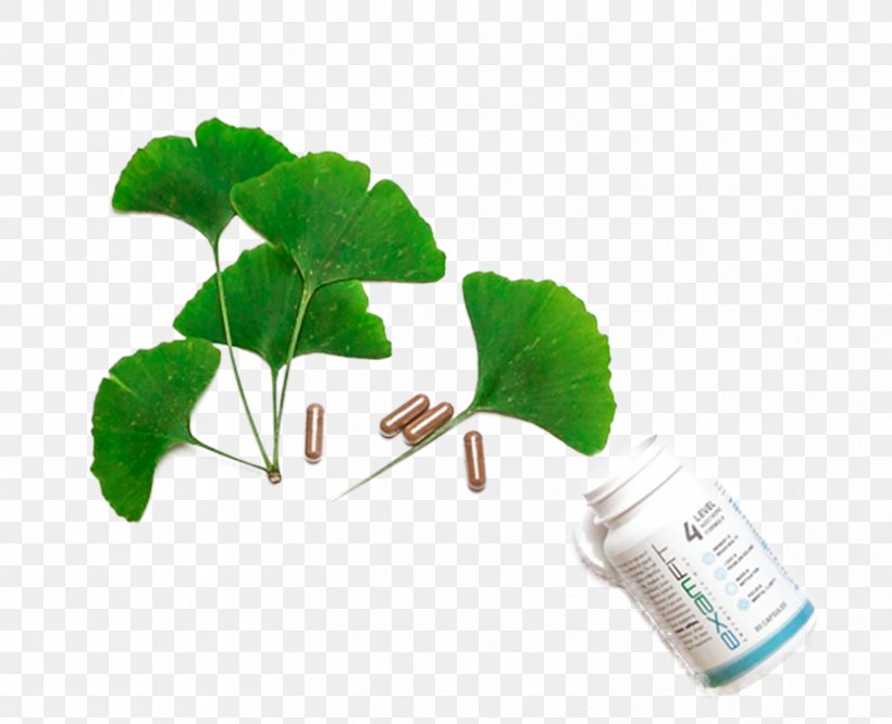 Ginkgo Biloba N-Phenylacetyl-L-prolylglycine Ethyl Ester Excitotoxicity Hippocampus Glutamate, PNG, 832x676px, Ginkgo Biloba, Caffeine, Excitatory Synapse, Excitotoxicity, Flowerpot Download Free