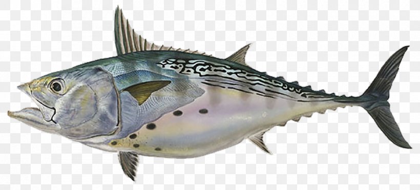 Little Tunny Albacore Tuna Fishing, PNG, 940x426px, Little Tunny, Albacore, Angling, Bonito, Bony Fish Download Free