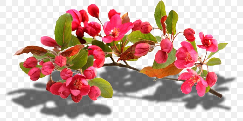 Image Design Photograph, PNG, 786x411px, Art, Blossom, Branch, Bud, Centerblog Download Free