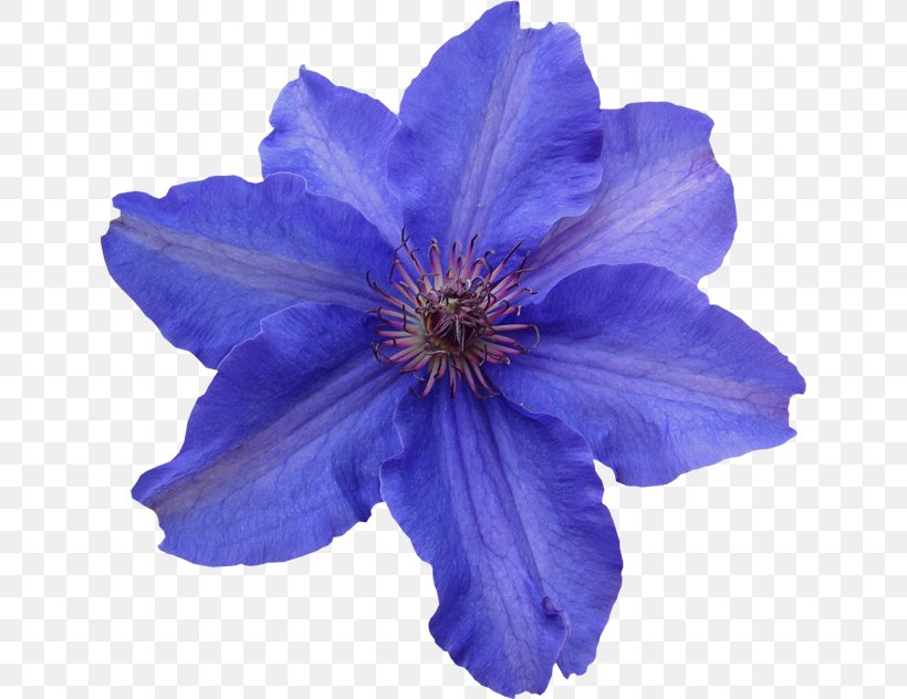 Sky Blue Flower Clip Art, PNG, 638x632px, Blue, Albom, Blog, Clematis, Color Download Free