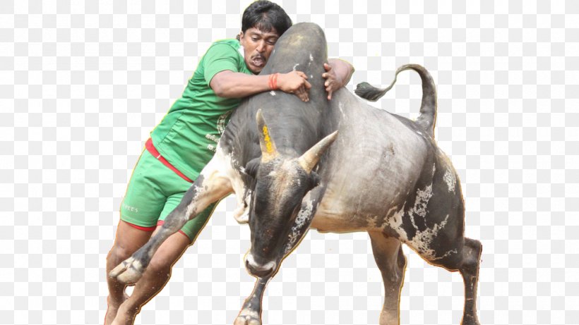 Thai Pongal 2017 Pro-jallikattu Protests Tamils Tamil Nadu, PNG, 1000x563px, Thai Pongal, Antihindi Agitations Of Tamil Nadu, Bull, Cattle Like Mammal, Greeting Download Free