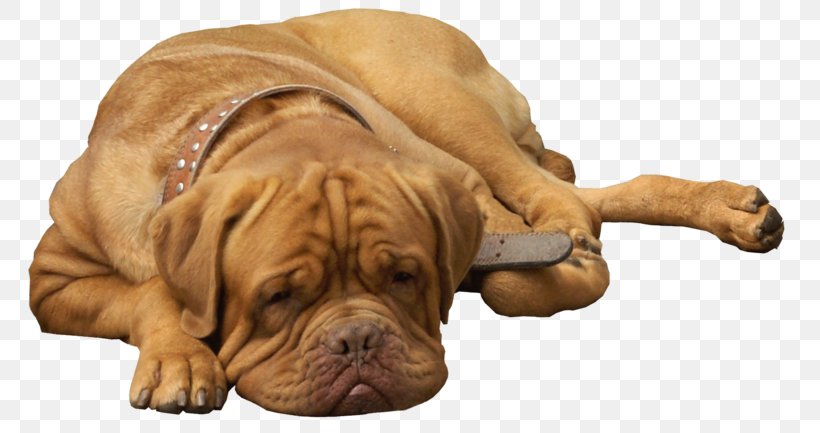Dog Breed Bullmastiff Shar Pei Dogue De Bordeaux Puppy, PNG, 786x433px, Dog Breed, Bulldog, Bullmastiff, Carnivoran, Companion Dog Download Free