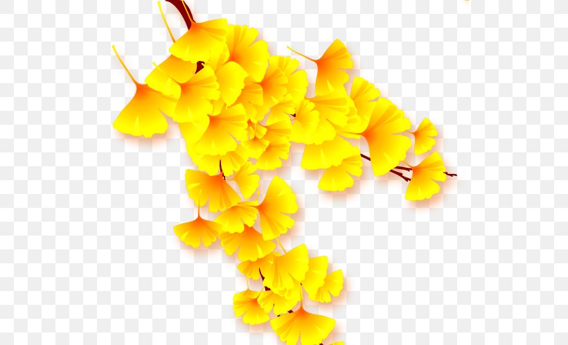 Ginkgo Biloba Leaf Yellow Autumn, PNG, 535x498px, Ginkgo Biloba, Autumn, Cut Flowers, Deciduous, Flower Download Free