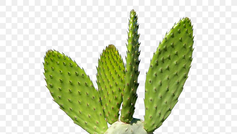 Cactaceae Clip Art, PNG, 540x466px, Cactaceae, Barbary Fig, Biome, Cactus, Caryophyllales Download Free