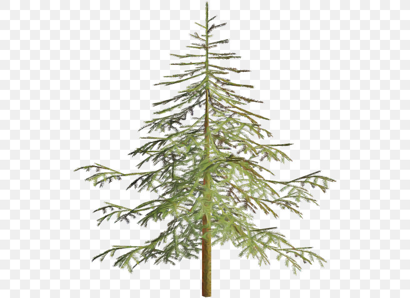 Christmas Tree, PNG, 530x597px, Balsam Fir, American Larch, Branch, Christmas Decoration, Christmas Tree Download Free