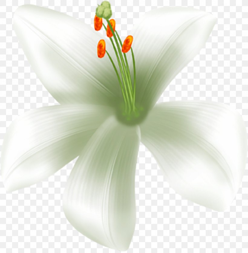 Cut Flowers Petal Close-up Lily M, PNG, 1177x1200px, Cut Flowers, Close Up, Closeup, Flower, Flowering Plant Download Free