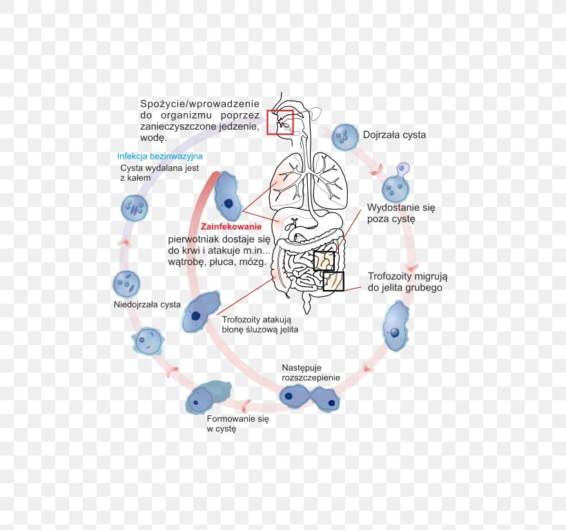 Entamoeba Histolytica Trophozoite Amoebiasis Cyst Biological Life Cycle, PNG, 543x768px, Watercolor, Cartoon, Flower, Frame, Heart Download Free
