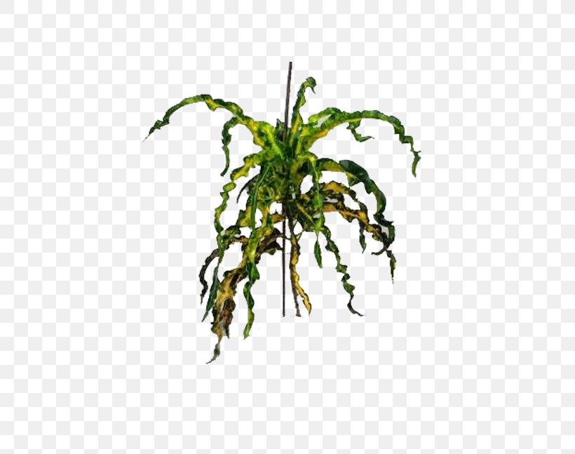 Garden Croton Ornamental Plant Benih Crop Yellow, PNG, 600x647px, Garden Croton, Auglis, Benih, Branch, Crop Download Free