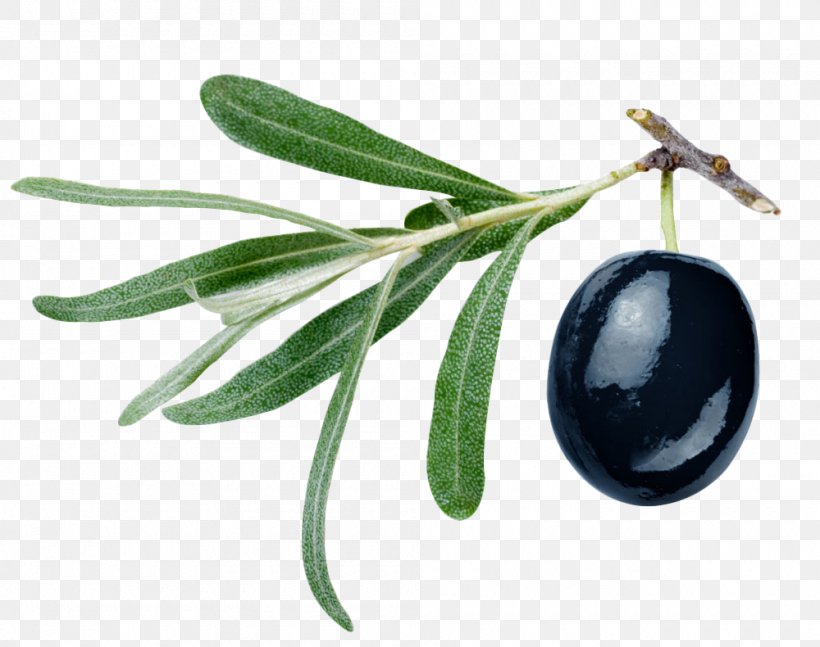 Gemlik Olive Olive Oil Malfouf Salad, PNG, 1000x790px, Gemlik Olive, Branch, Food, Fruit, Gemlik Download Free