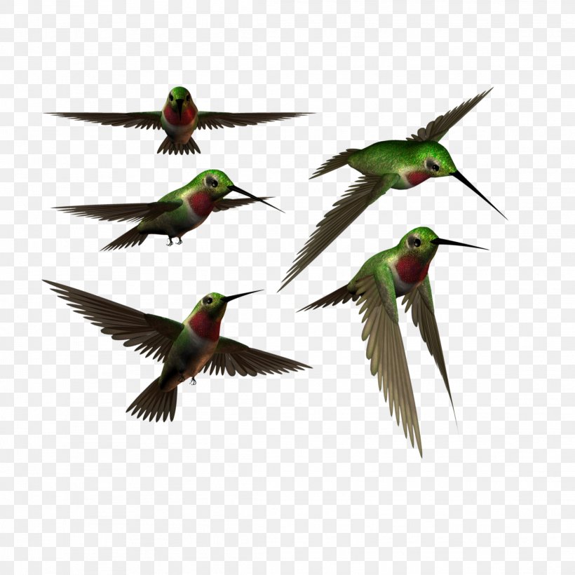 Swallow Bird, PNG, 2289x2289px, Hummingbird, Animal, Beak, Bird, Bird ...
