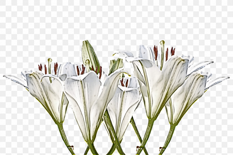 White Flower Plant Grass Crinum, PNG, 1920x1280px, White, Crinum, Cut Flowers, Flower, Grass Download Free