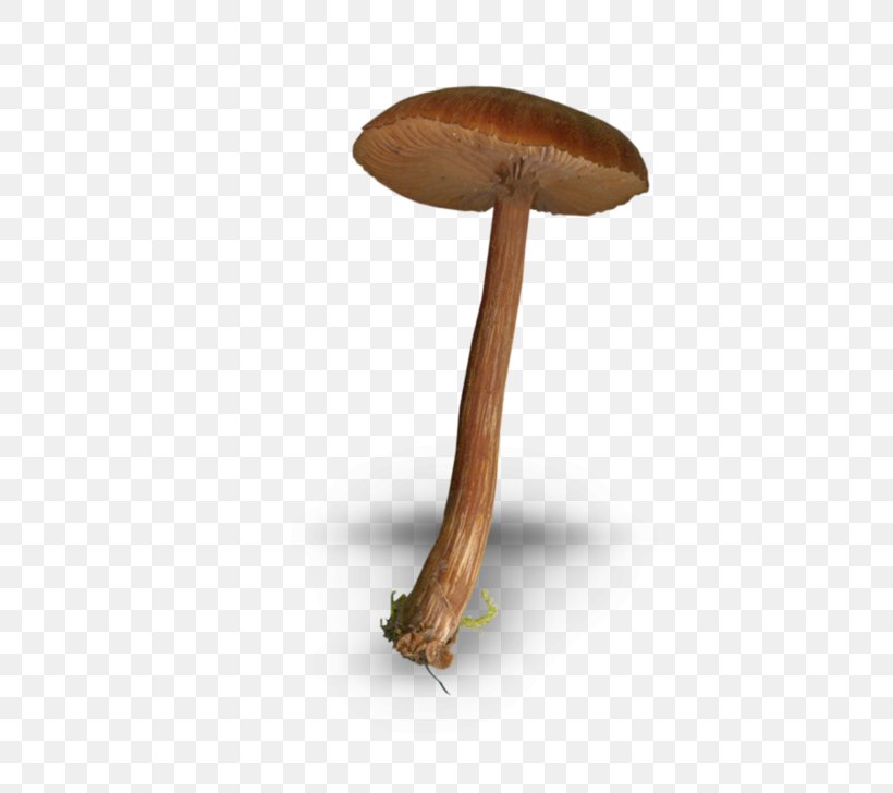 Mushroom Fungus Drawing, PNG, 600x728px, Mushroom, Brown, Common Mushroom, Drawing, Food Download Free