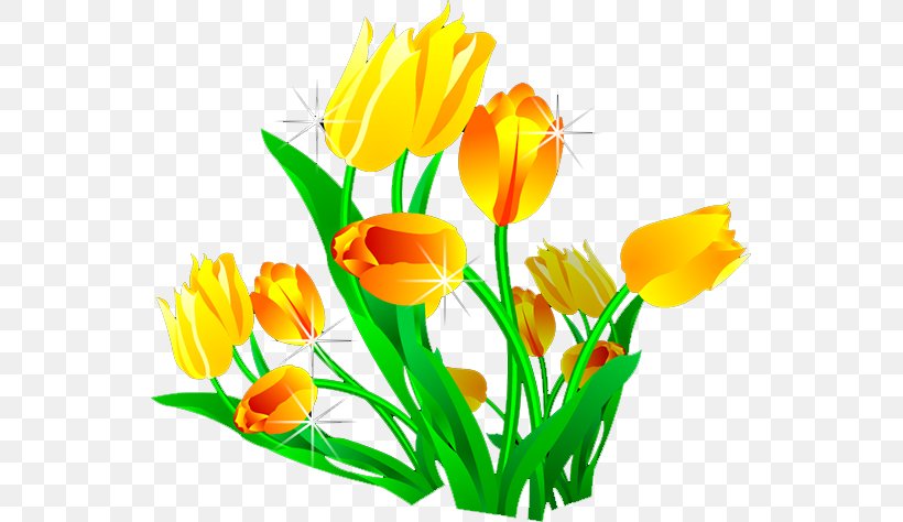 Designer Tulip, PNG, 546x474px, Designer, Adobe Animate, Cut Flowers, Floral Design, Floristry Download Free