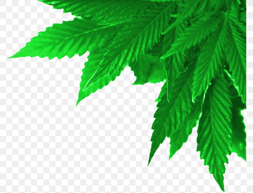 Medical Cannabis Cannabis Smoking Cannabis Shop Dispensary, PNG, 777x624px, Medical Cannabis, Cannabis, Cannabis Culture, Cannabis Industry, Cannabis Sativa Download Free