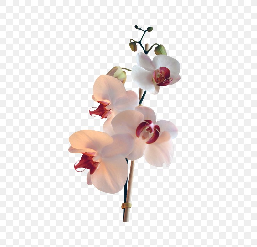 Moth Orchids Flower Image, PNG, 505x787px, Moth Orchids, Blog, Blossom, Branch, Cut Flowers Download Free