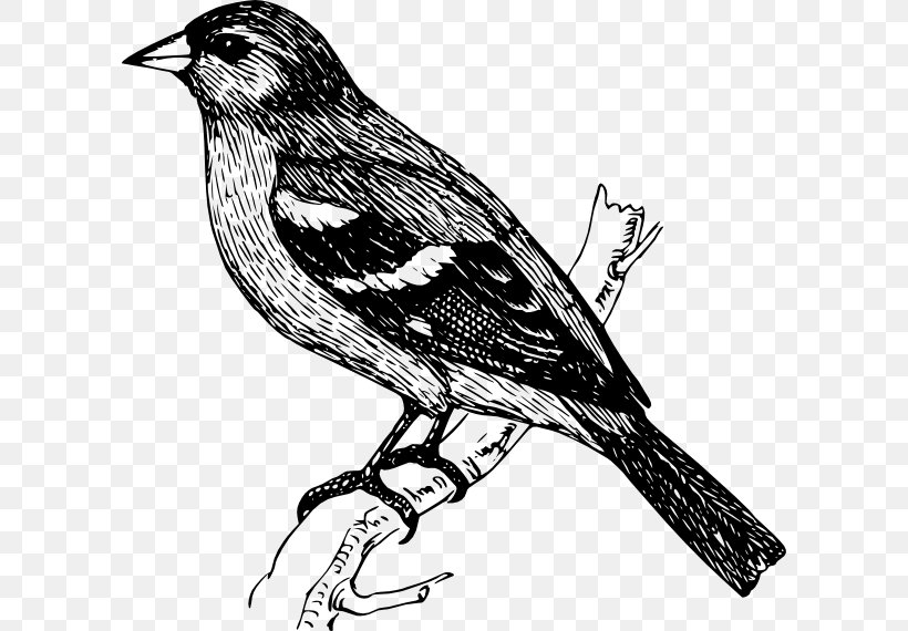 Bird Finch Drawing, PNG, 600x570px, Bird, Art, Beak, Black And White, Branch Download Free