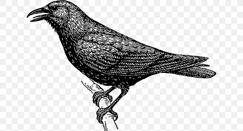 Clip Art Drawing Crow Vector Graphics, PNG, 640x444px, Drawing, Beak, Bird, Black And White, Common Raven Download Free