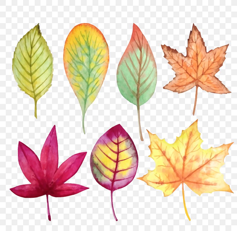 Creative Watercolor Vector Graphics Watercolor Painting Autumn Image, PNG, 800x800px, Creative Watercolor, Autumn, Drawing, Leaf, Painting Download Free