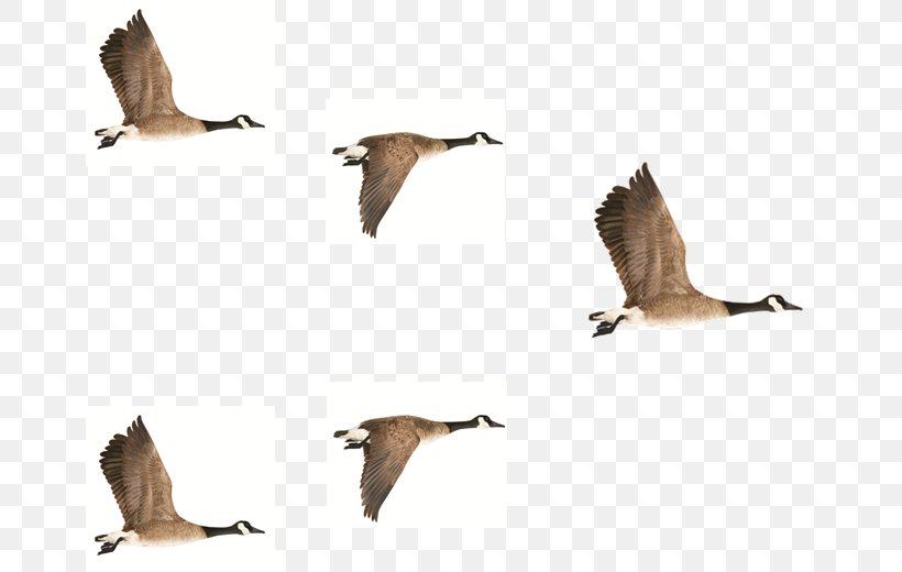 Goose Bird Duck Crane Anatidae, PNG, 663x520px, Goose, Anatidae, Animal, Animal Migration, Beak Download Free